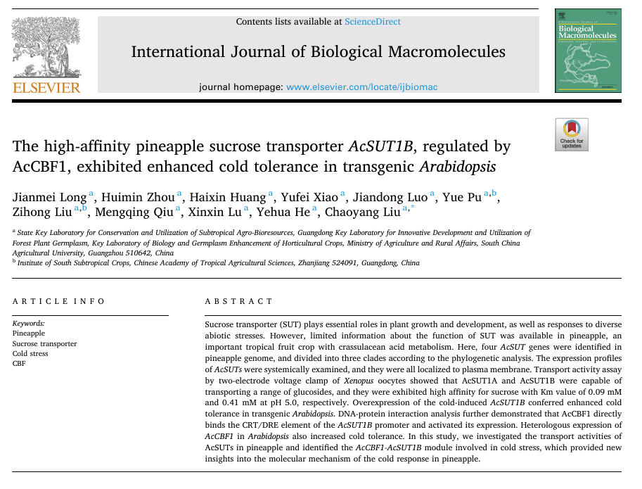 The high-affinity pineapple sucrose transporter AcSUT1B, regulated by AcCBF1, exhibited enhanced cold tolerance in transgenic Arabidopsis