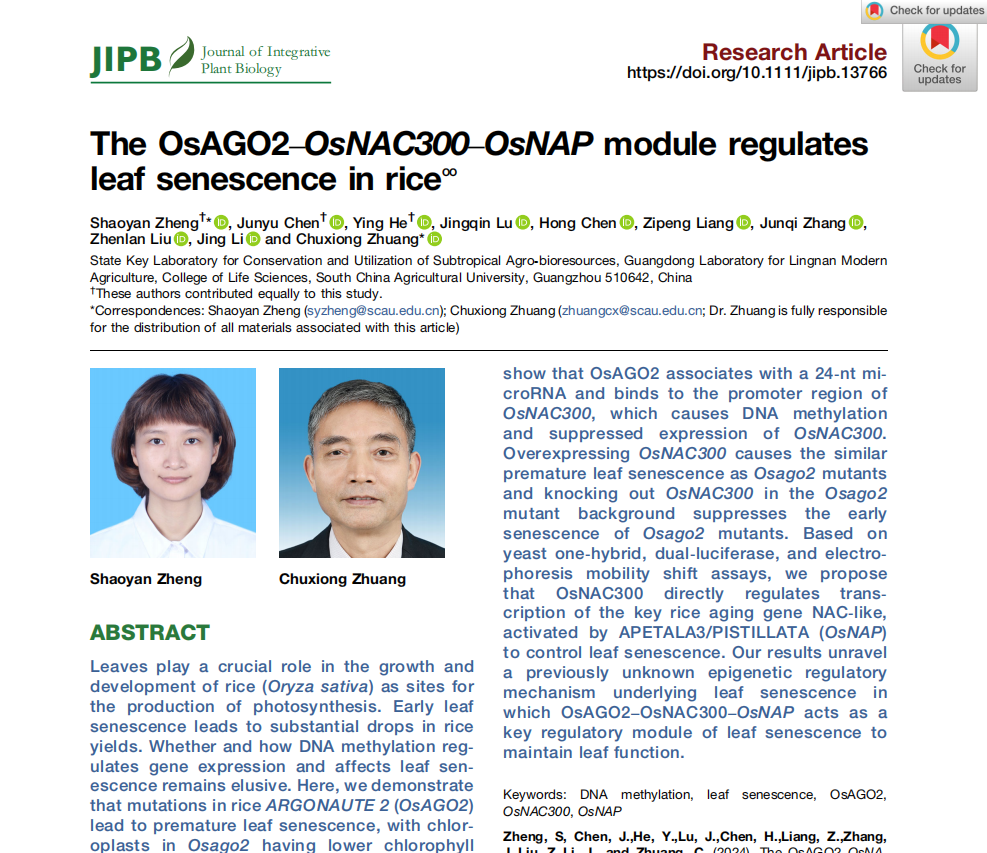 The OsAGO2-OsNAC300-OsNAP module regulates leaf senescence in rice
