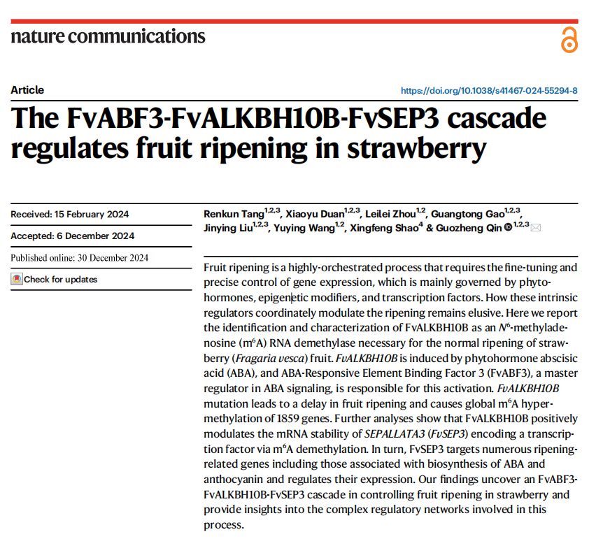 The FvABF3-FvALKBH10B-FvSEP3 cascade regulates fruit ripening in strawberry