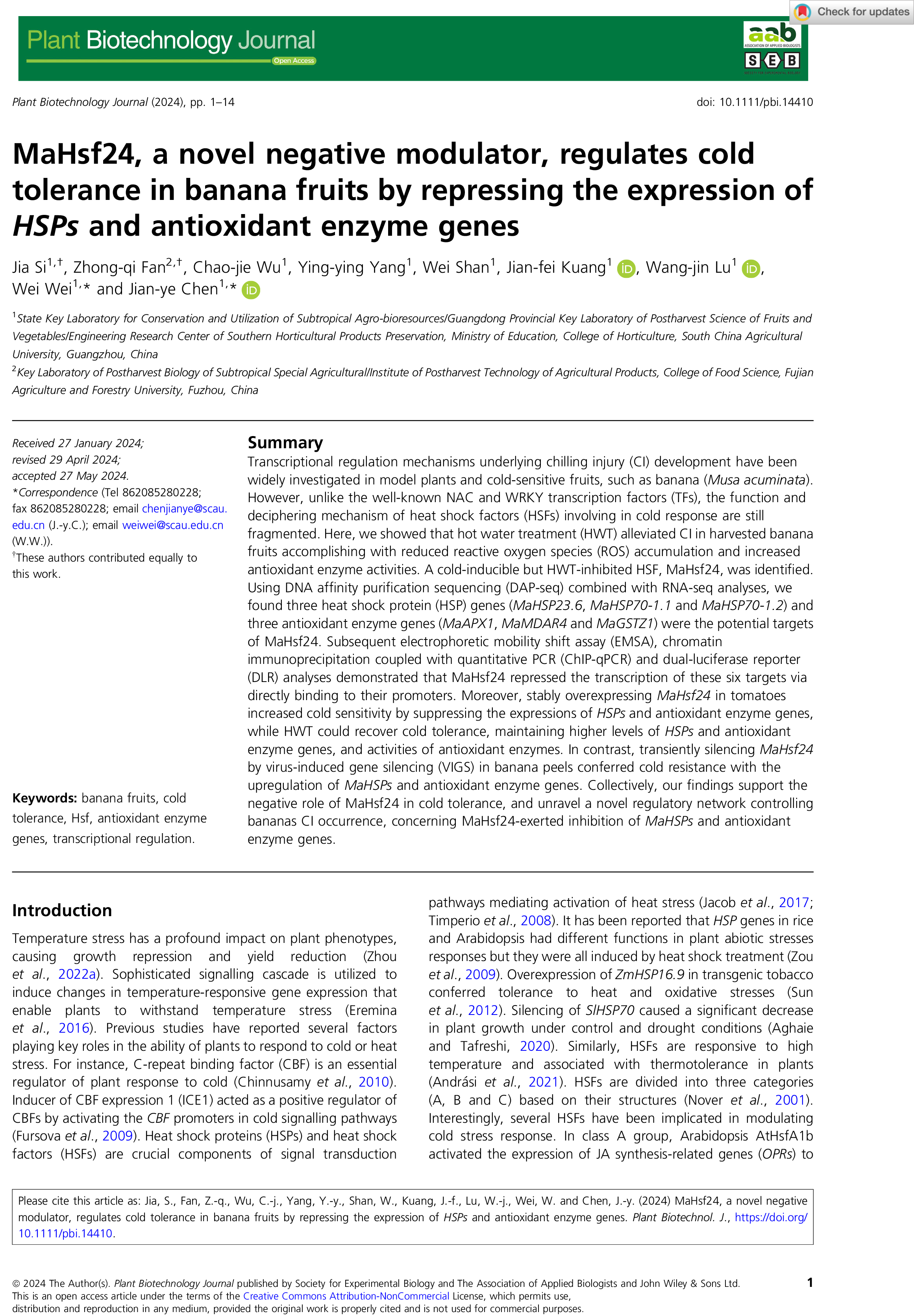 MaHsf24, a novel negative modulator, regulates cold tolerance in banana fruits by repressing the expression of HSPs and antioxidant enzyme genes