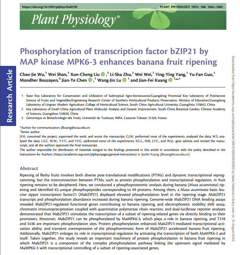 Phosphorylation of transcription factor bZIP21 by MAP kinase MPK6-3 enhances banana fruit ripening