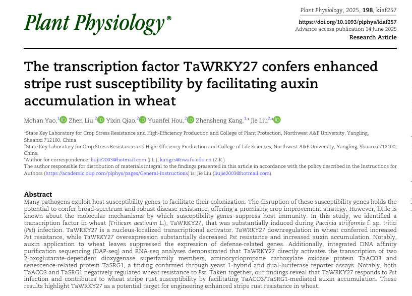 The transcription factor TaWRKY27 confers enhanced stripe rust susceptibility by facilitating auxin accumulation in wheat