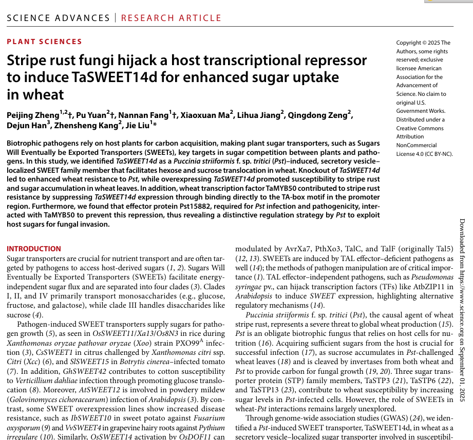 Stripe rust fungi hijack a host transcriptional repressor to induce TaSWEET14d for enhanced sugar uptake in wheat