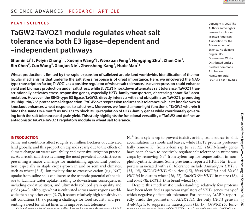 TaGW2-TaVOZ1 module regulates wheat salt tolerance via both E3 ligase–dependent and –independent pathways