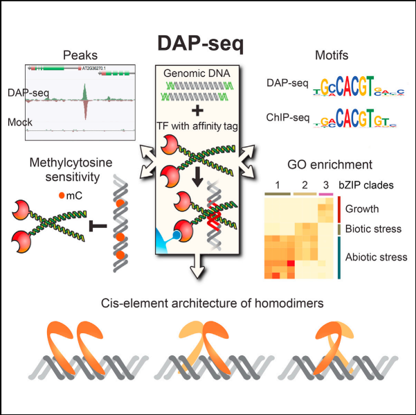 dapseq01.png