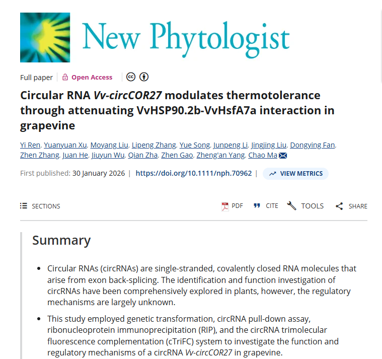 Circular RNA Vv-circCOR27 modulates thermotolerance through attenuating VvHSP90.2b-VvHsfA7a interaction in grapevine