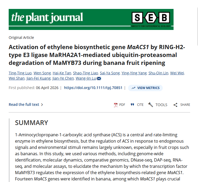 Activation of ethylene biosynthetic gene MaACS1 by RING-H2-type E3 ligase MaRHA2A1-mediated ubiquitin-proteasomal degradation of MaMYB73 during banana fruit ripening