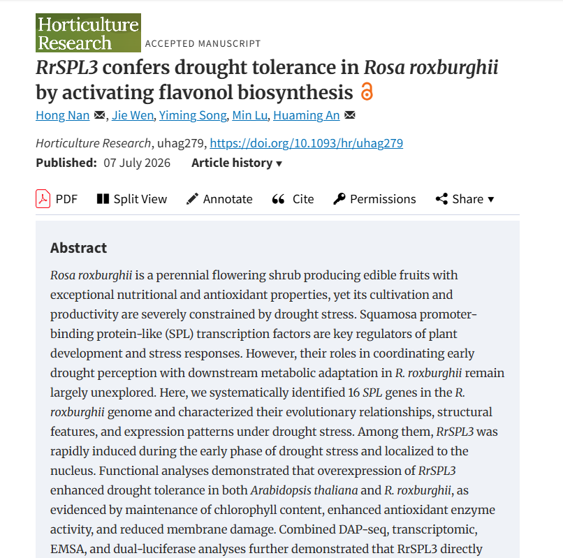 RrSPL3 confers drought tolerance in Rosa roxburghii by activating flavonol biosynthesis