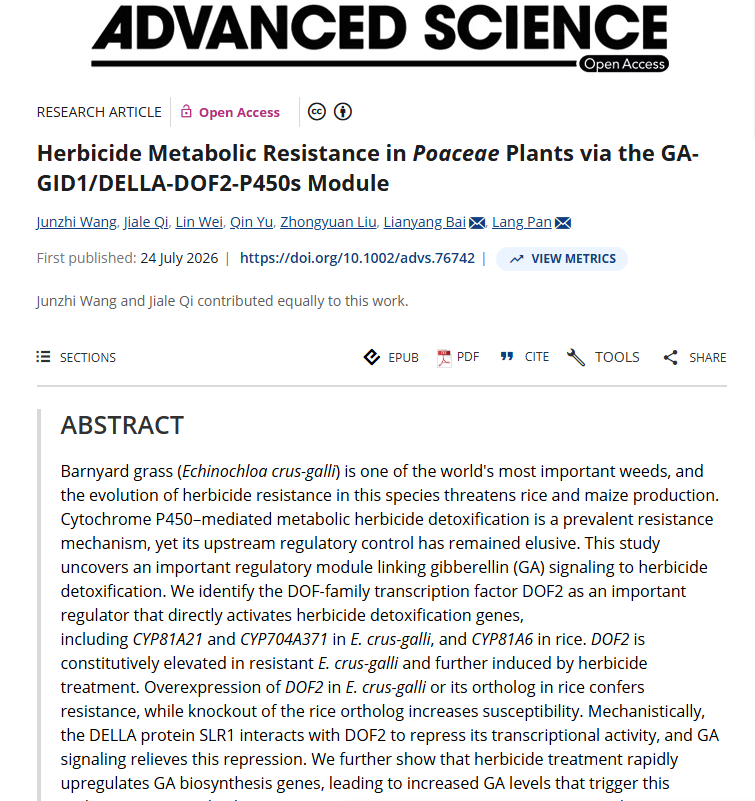 Herbicide Metabolic Resistance in Poaceae Plants via the GA-GID1/DELLA-DOF2-P450s Module